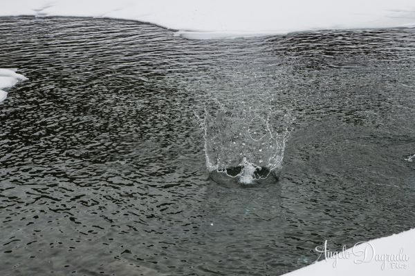 acqua-030E53597E6-6F3E-4165-425A-0424E485864F.jpg