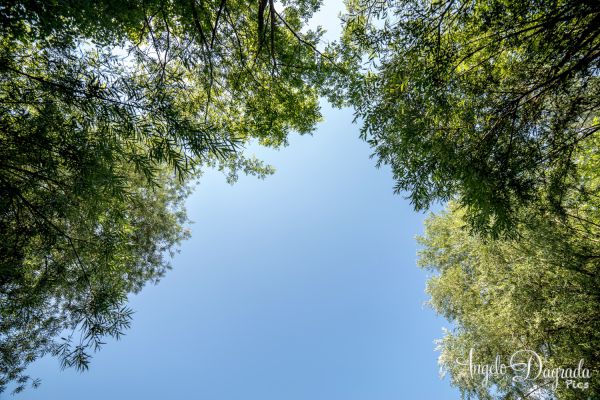 altro-066988DB952-EB82-FDB0-6B20-3D656A44E593.jpg