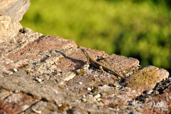 animali-0031A45C7D8-8D31-E6CB-0B35-5AEEF59C67C7.jpg
