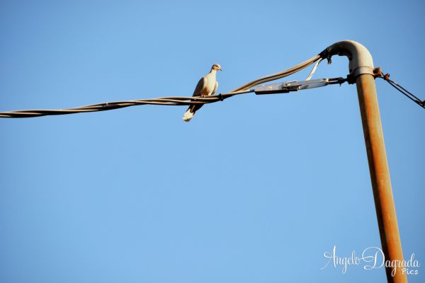 animali-0048C867666-4929-DD0C-B158-E786F8A205F0.jpg