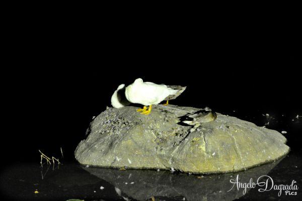 animali-005D376C886-D2C2-FA16-EBAC-CB0D7263FDEE.jpg