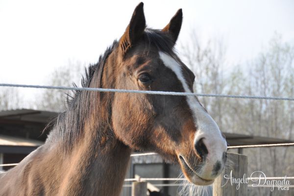animali-006E9834B55-741B-04E7-DD05-7AF75034EAD5.jpg