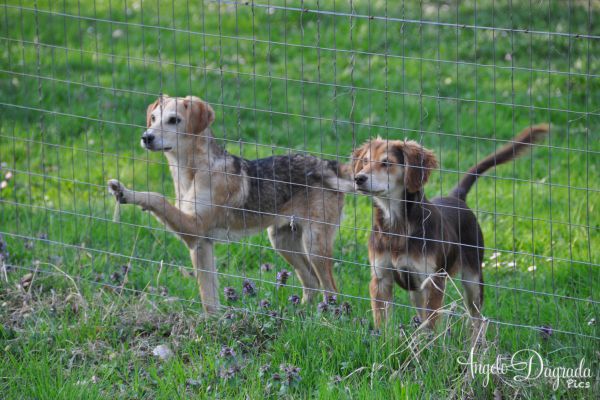 animali-009A860474A-93B6-6133-AFE6-2A4BC76D414D.jpg