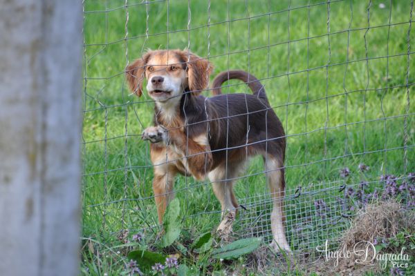 animali-011F80D5244-80A4-9AB7-7EB8-486D83892FB8.jpg