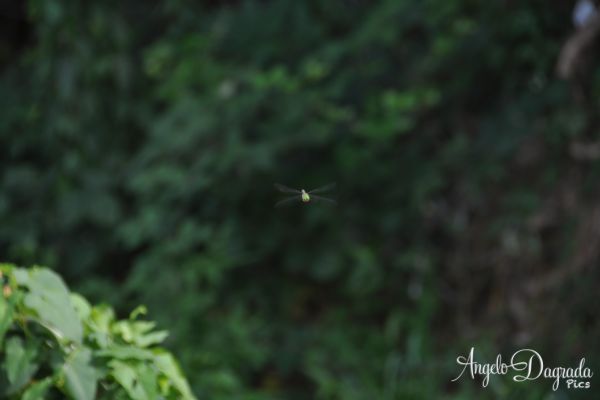 animali-0131E4F16AF-BC30-FFD5-3015-C5DE5B74977F.jpg