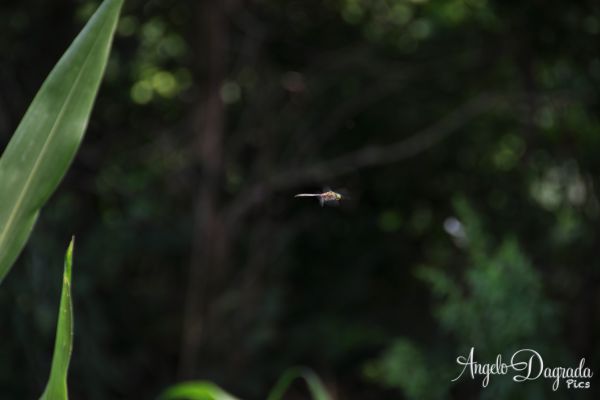 animali-0145BF91B8E-7225-6AC0-FC5E-DC547558DCBD.jpg