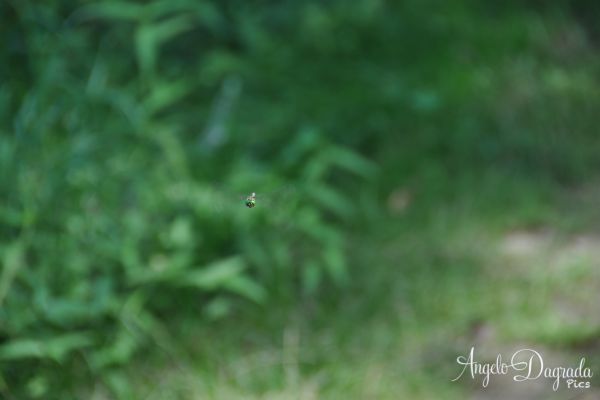 animali-0157C097131-2733-9355-1188-69D952EB7405.jpg