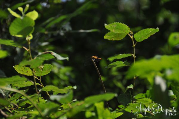 animali-018C8508B25-471B-683B-0D7E-5971A0424B6F.jpg