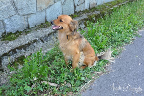 animali-0195800834E-3F22-DBFB-F06E-AC8AAC7F5C81.jpg