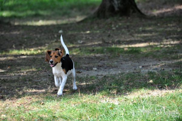 animali-021804520E1-0909-3BE9-D200-44A14D63FDC6.jpg