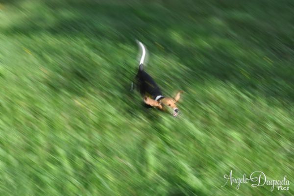 animali-023FF53E38E-4096-F5AD-C214-D2E49A254548.jpg