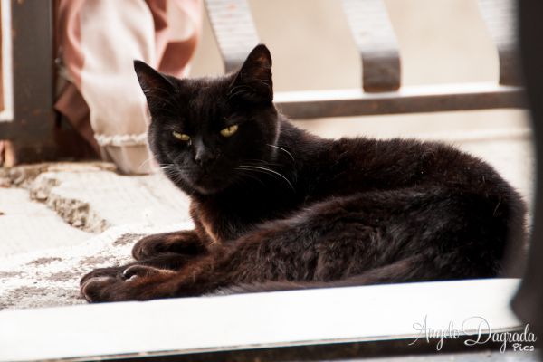 animali-0258124B3DA-0DCE-764F-F146-55AA70C20B3A.jpg
