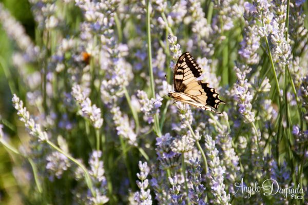 animali-02697AEB24F-B09F-2087-99A4-55A23568CC1A.jpg