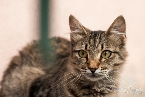 animali-0280A40B458-C89B-49DE-CF53-BD6010554F95.jpg