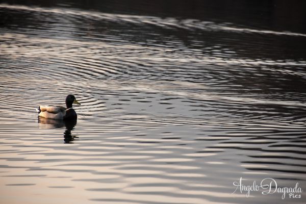 animali-030872A59EF-E05D-DB19-6A15-EBE03DEBEED2.jpg
