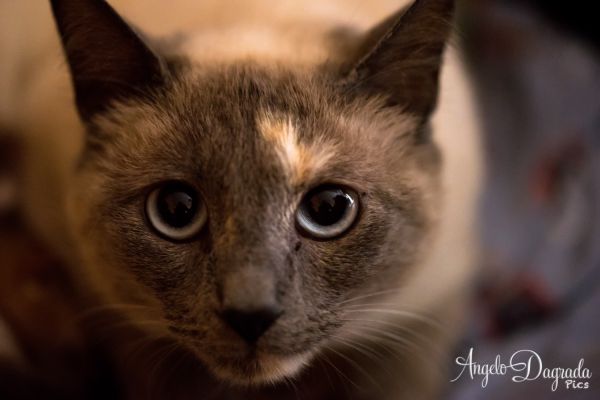 animali-032CD9ABC44-F870-FA98-3FBB-C173A98B5BD1.jpg