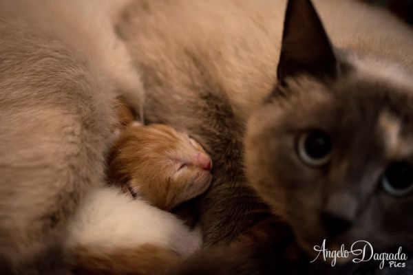 animali-033A6C2E0E8-99A7-2289-D594-0790D300AEFB.jpg