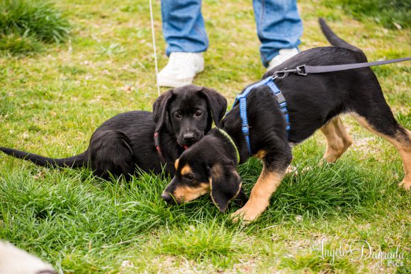 animali-03463C547C3-5C14-E631-7E2C-D730A9B83E24.jpg