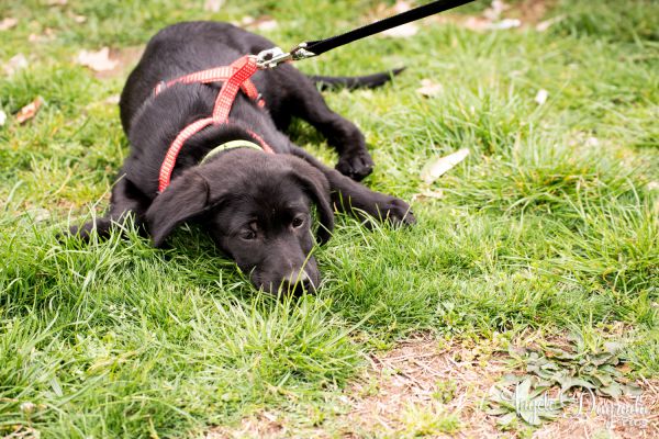 animali-036CE15FBC8-8C1B-DDEC-F5C9-467D517BCE33.jpg