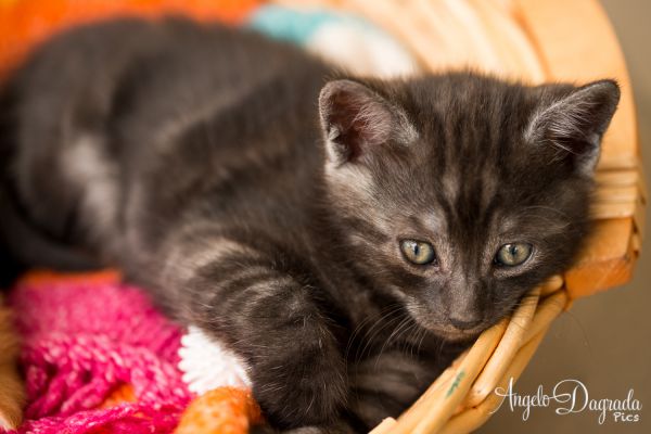 animali-03713B254E0-FC03-78F0-42CF-A520C89D23FA.jpg