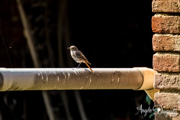 animali-0399277ADF2-E08B-8629-EF7E-E0F2834C914A.jpg