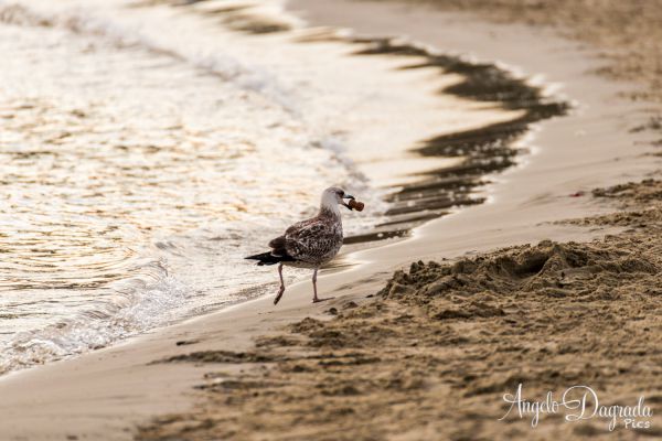 animali-041846CC08B-FE62-93FB-6AE5-66D7EA4B3AF1.jpg
