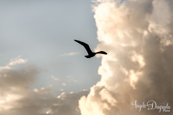 animali-042454CF8B8-C56C-D06C-1841-879ED84C6F45.jpg