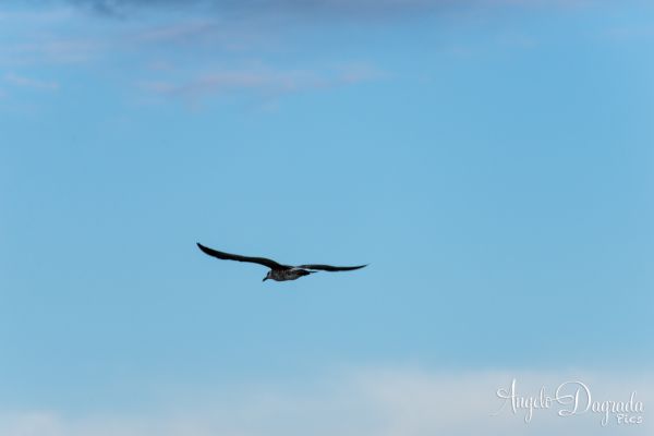 animali-0439AB88A69-DD5E-CFBD-6461-02EA75E4C9CC.jpg
