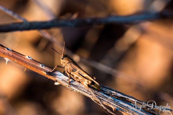 animali-04494A74DE7-B7FD-2C8D-37BB-FA4A5F08CA0A.jpg