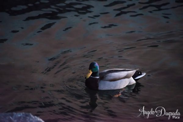 animali-046FAA6067A-E173-452F-FE72-CE64E1A046DC.jpg