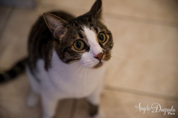 animali-0474ED651EF-F5AB-380D-AE7E-D46DAA30189C.jpg