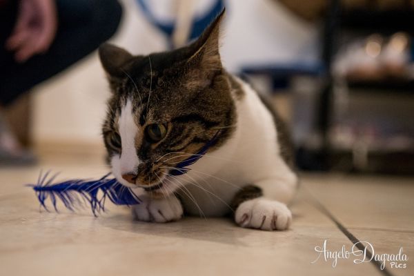 animali-04813F1FA94-F93A-57EC-79DF-629C7957D4DB.jpg