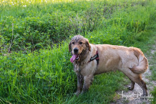 animali-05048D0F4A0-6285-EA60-B574-B25F5E1E73F8.jpg