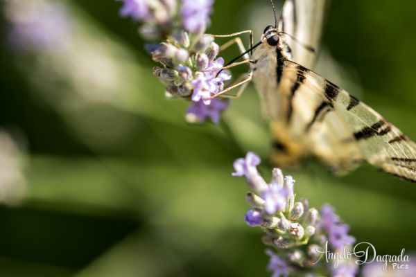 animali-052B99F1E00-9C69-85DE-64A5-E891530D9BAD.jpg
