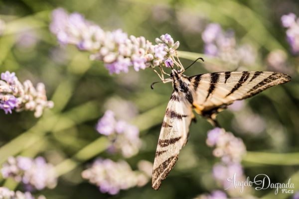 animali-053E7B4A58F-2897-8A0E-153F-20881DB99E0B.jpg