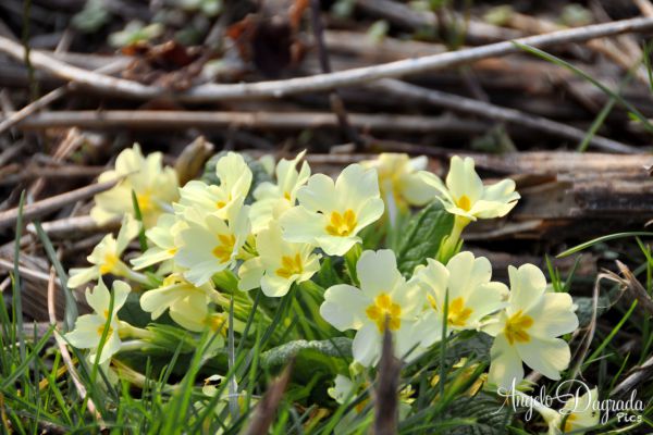 fiori-001DD921903-5E51-2B33-7094-DF586C97B82E.jpg