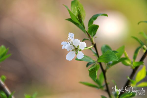 fiori-002B92269B3-3AE8-111C-12E3-8EEDC5814662.jpg