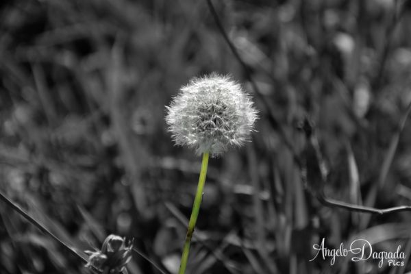 fiori-0065315F16C-04C6-CC1A-CD4B-69C1C1311A5F.jpg