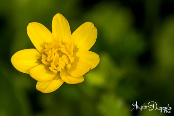 fiori-010E50A23B9-763A-9572-2351-8F09CC976B60.jpg