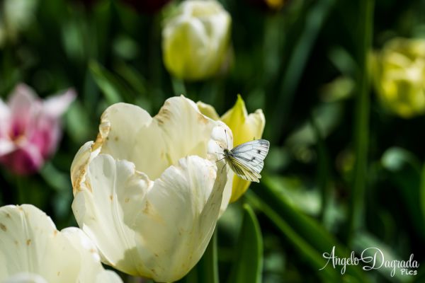 fiori-011D7961B33-84D9-D73C-AC9B-0D498B296CBA.jpg