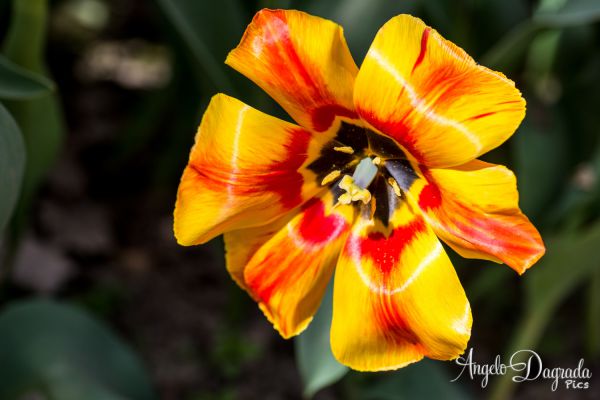 fiori-0126D319290-195C-2EA2-BFE9-82BCBB5B52AA.jpg