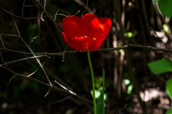 fiori-014ADAC25DB-3F47-06AB-E069-6665BA5419E7.jpg
