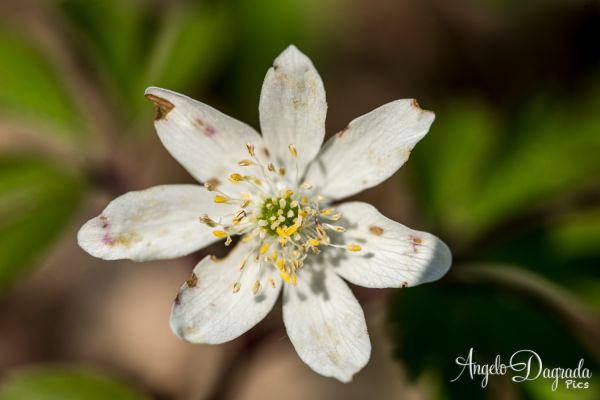 fiori-01637A97FF7-406E-F124-1909-4F0D7D98D72E.jpg