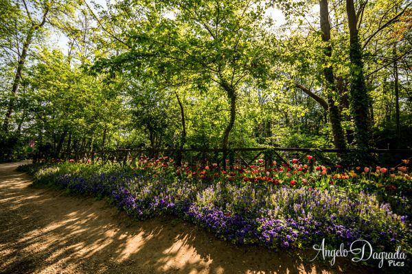 fiori-018336D0BF4-F15F-742C-BF59-915818F2074C.jpg