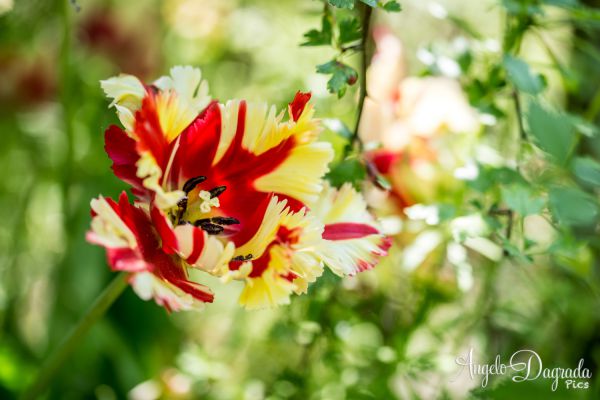fiori-021F8B4CEFF-58DF-DFD8-E9D3-8E3E3E706F38.jpg