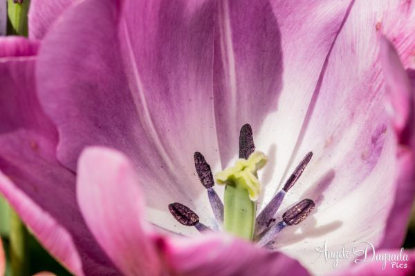 fiori-022EC631A44-B341-C9C1-A066-1D3D53F8A17B.jpg