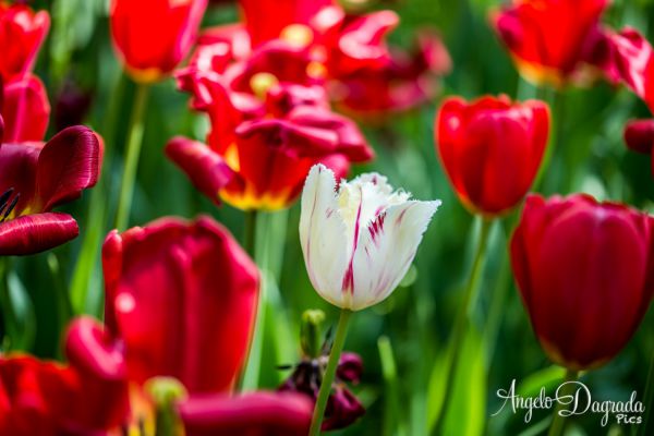 fiori-02435FB6100-86AF-8DD6-A777-44B46BE5F5B6.jpg