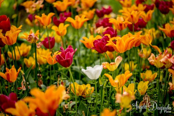 fiori-025C6A49E41-645C-6BAF-4933-033EEFB1EB87.jpg