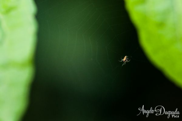 macro-00213E3CE56-C9F8-CD86-1580-2C4D3CCB37FC.jpg