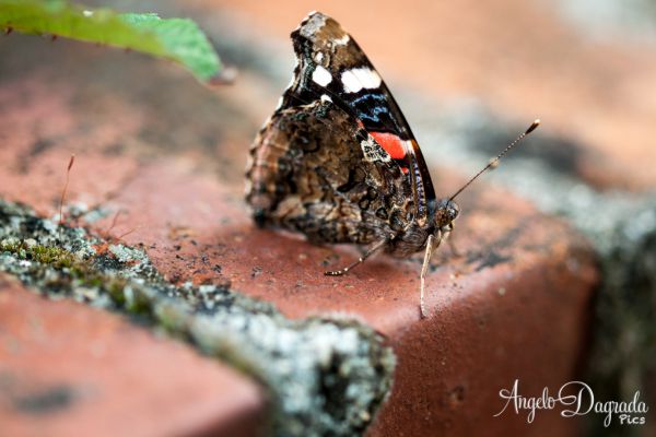 macro-003B9CD0D21-3C2A-B66B-BA37-DA9C9D0C7AA9.jpg